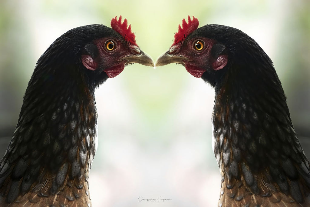 Roosters