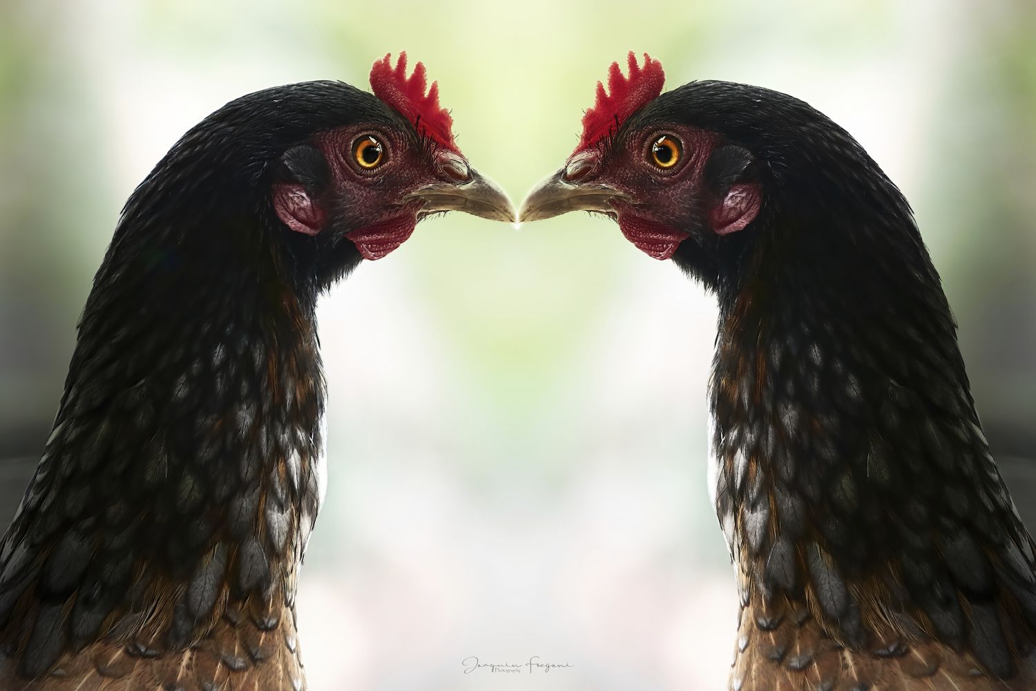 Roosters