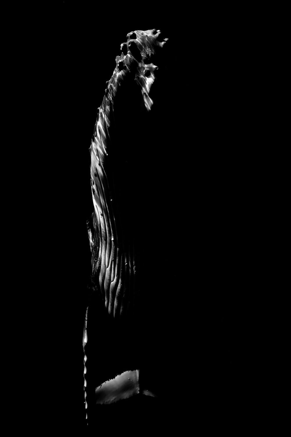 B&W Rise