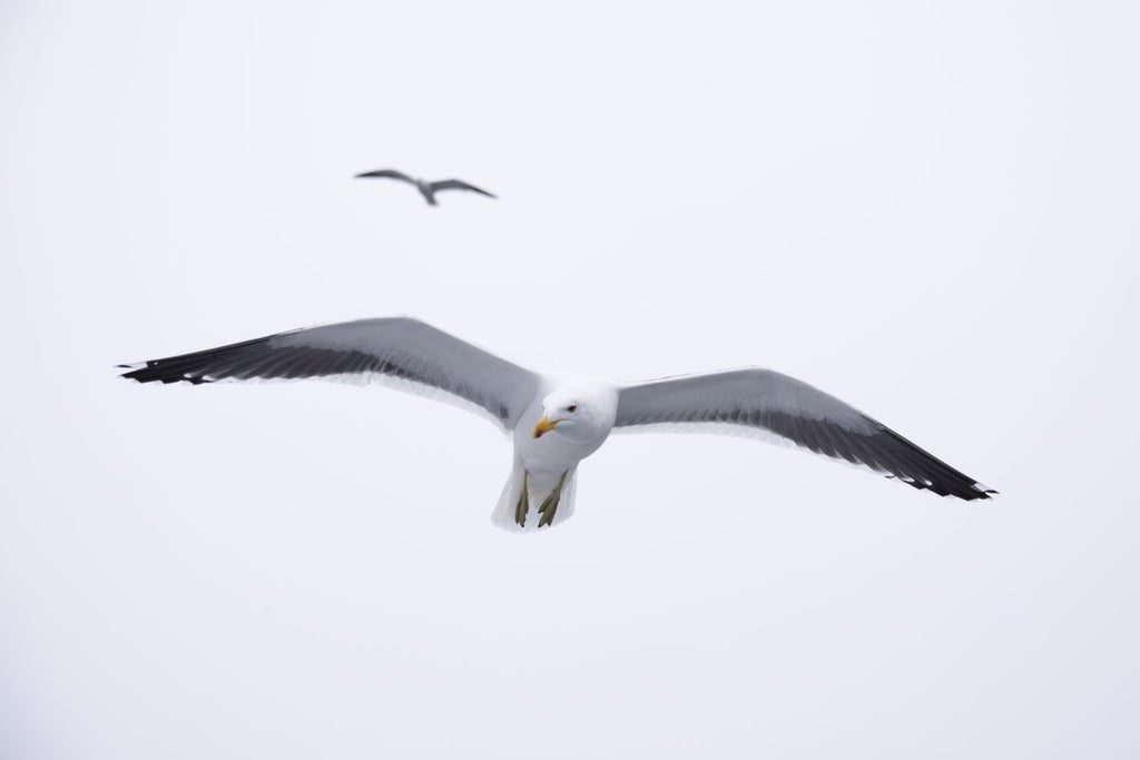 Gaviota en libertad
