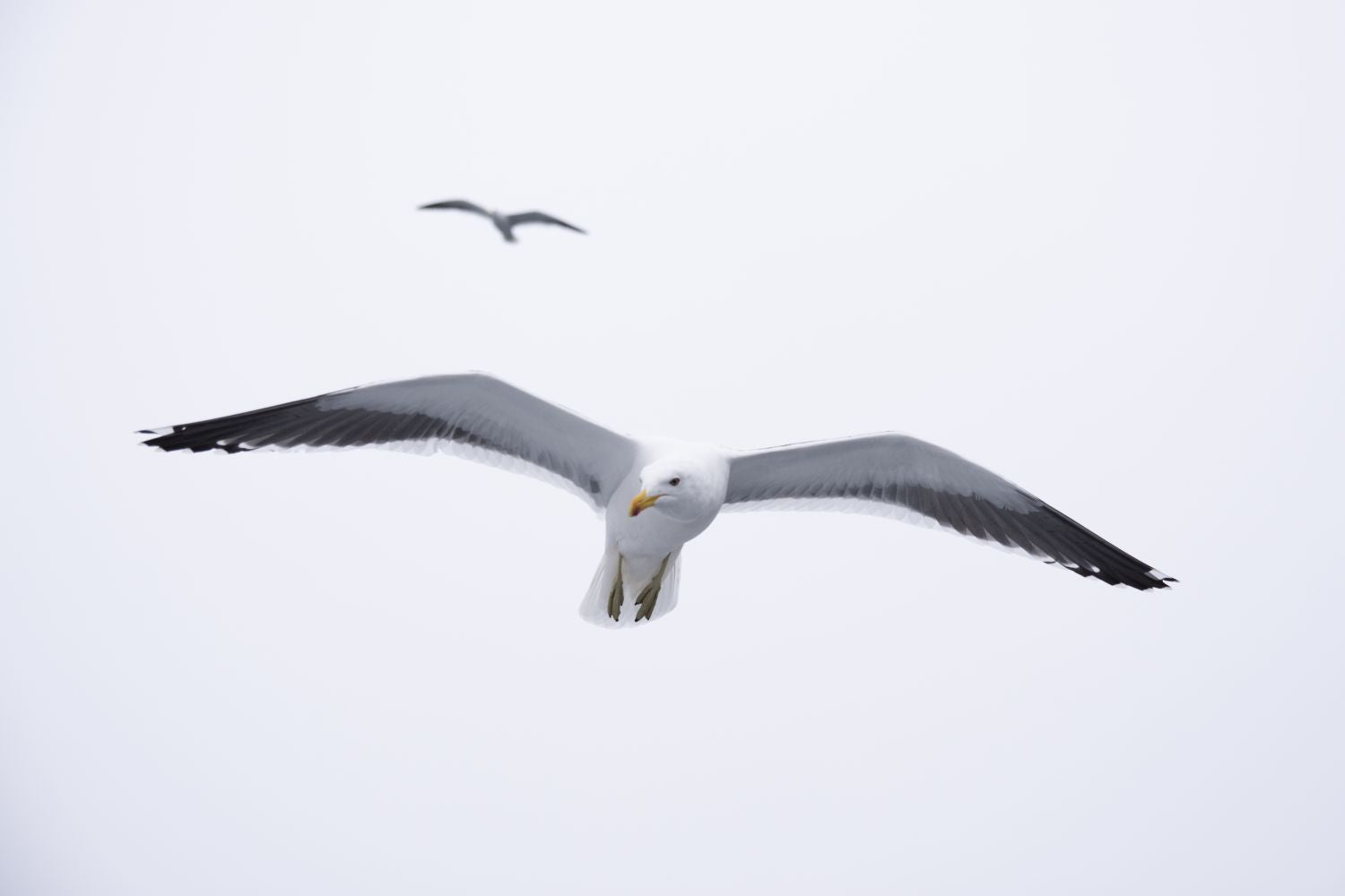 Gaviota en libertad