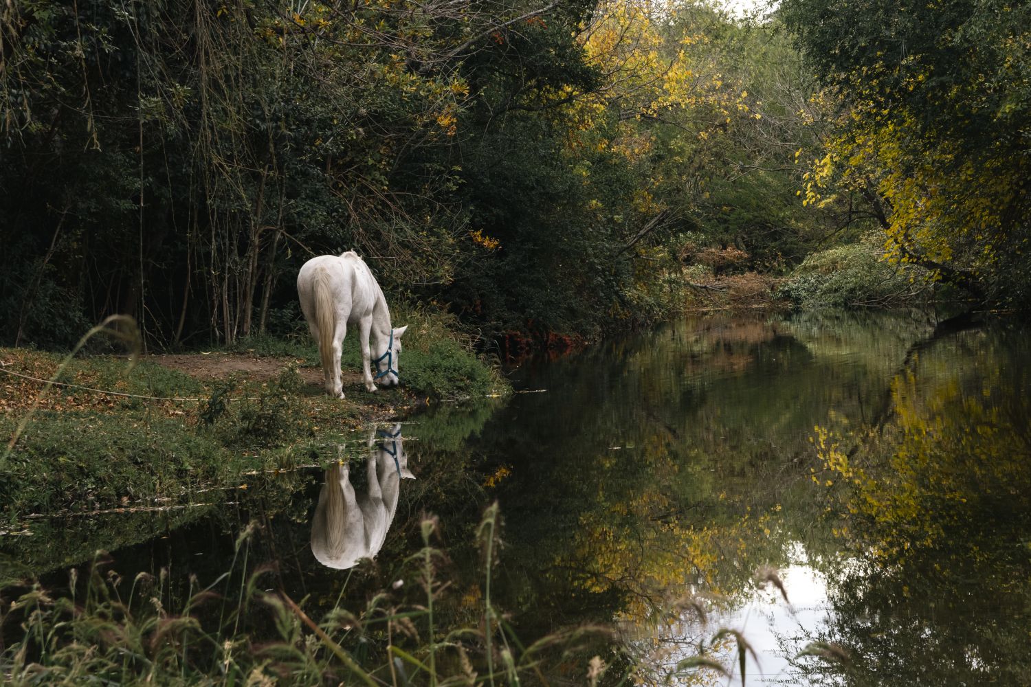 Caballo blanco reflejado