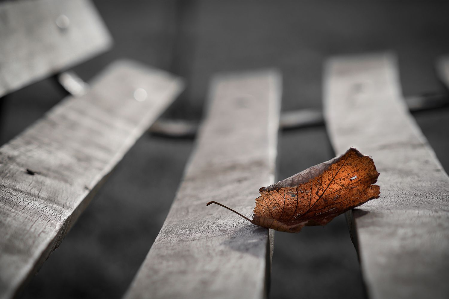 Ultima hoja de otoño