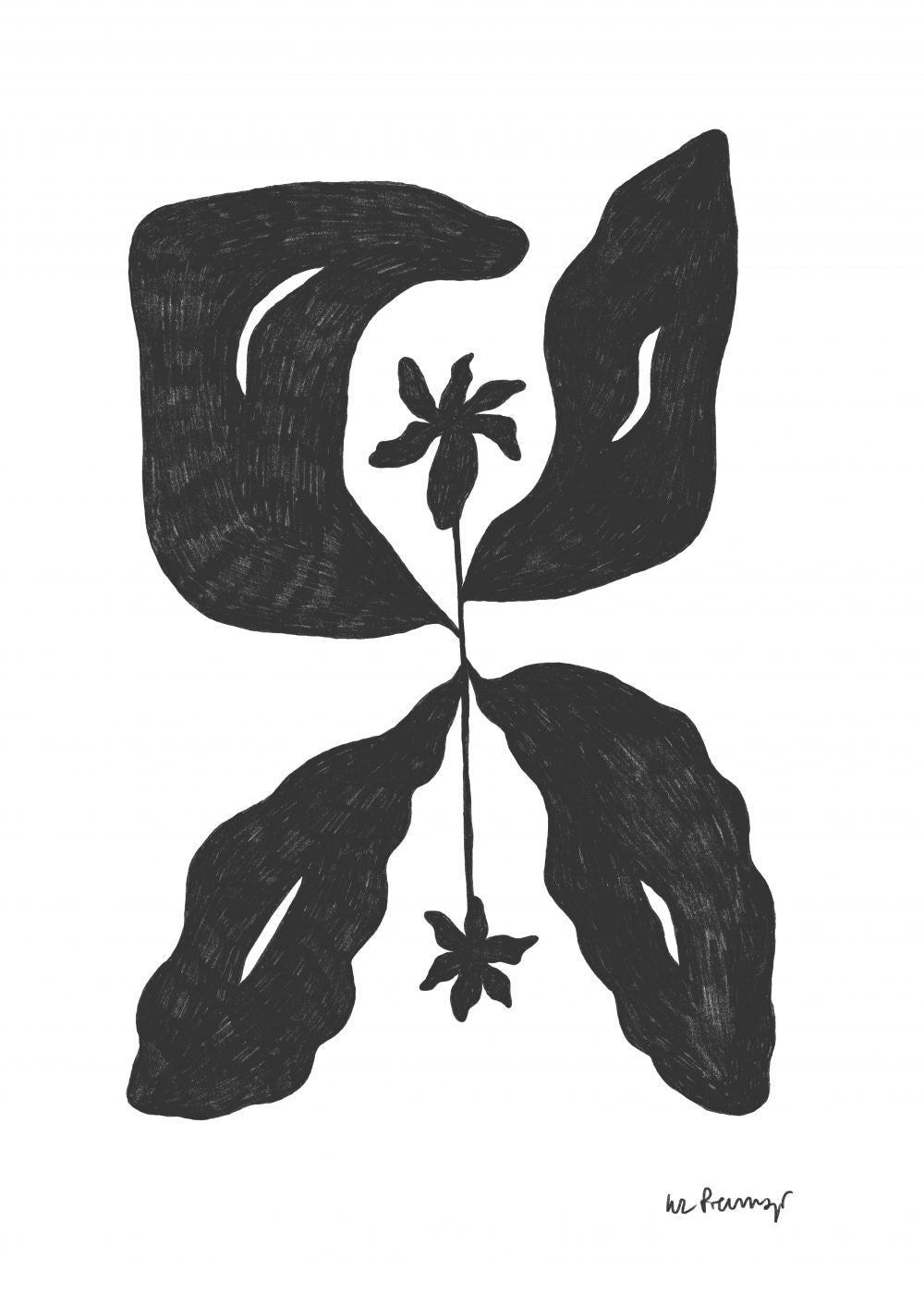 Flor casi negra 6