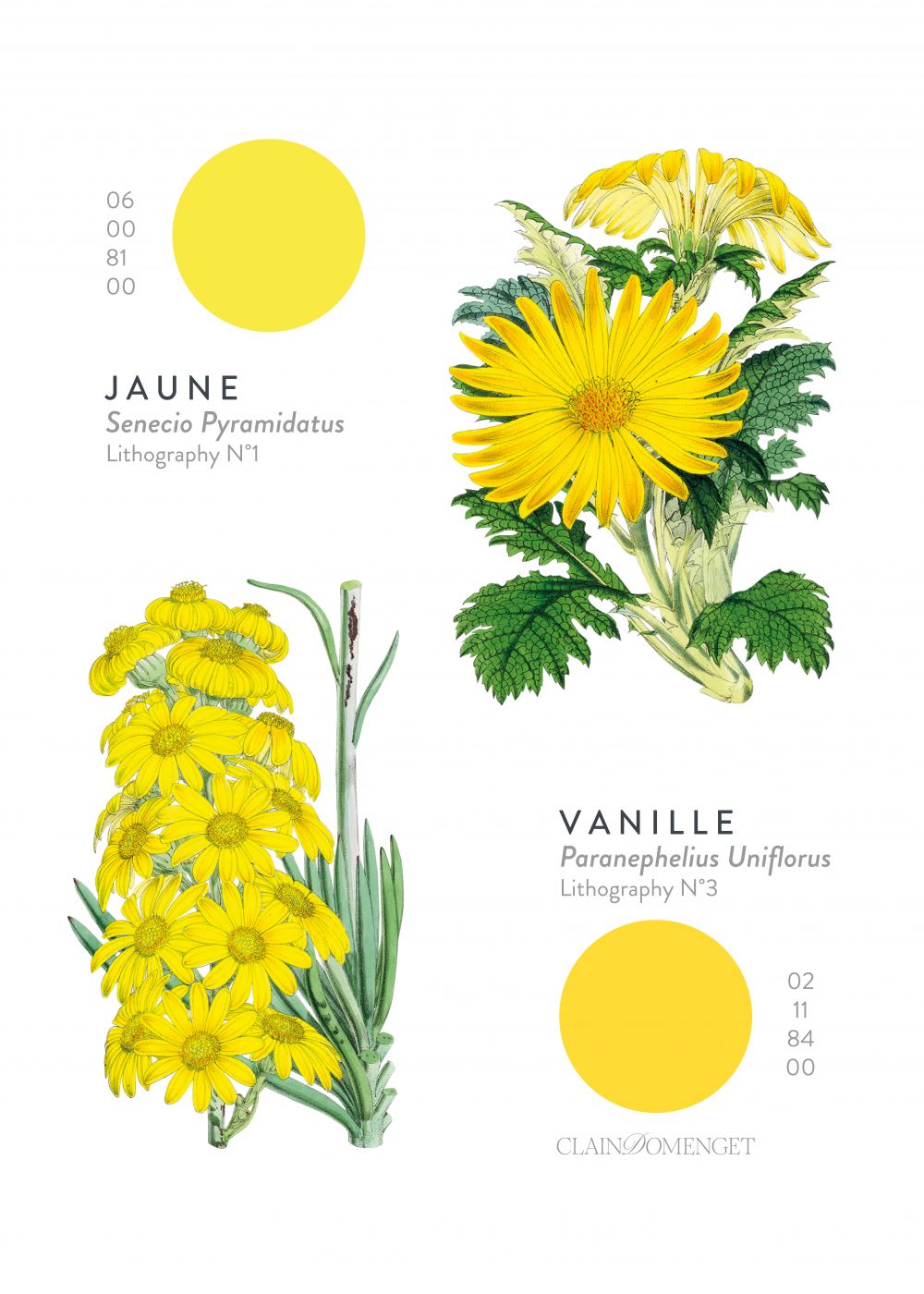 FLEURS ET COULEURS
