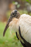 Tuyuyú