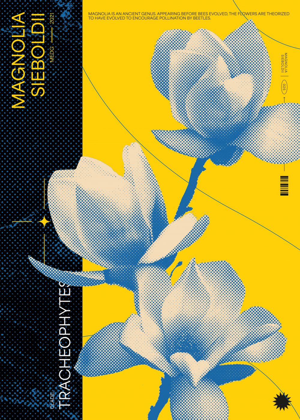 Magnolia
