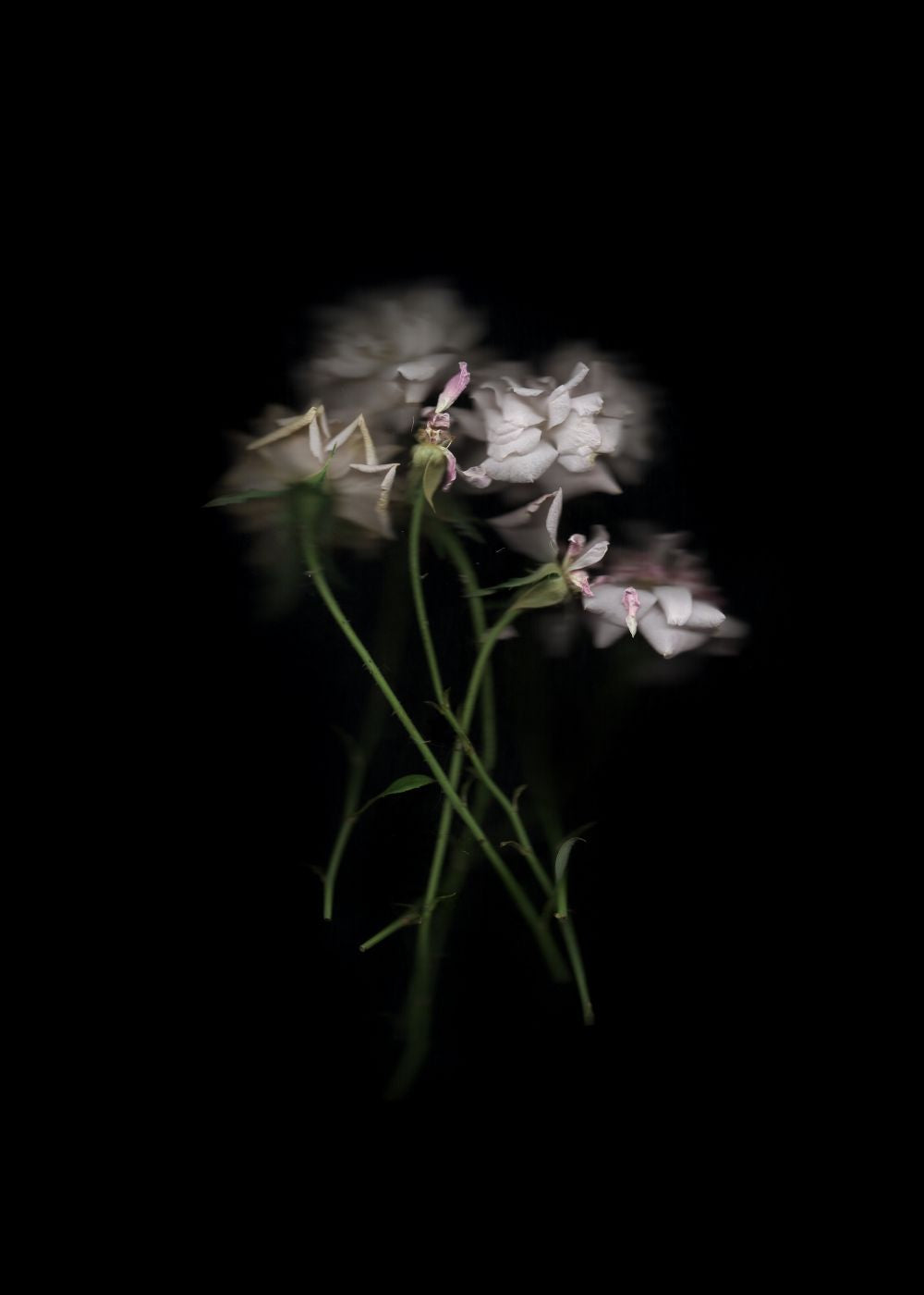 Rosas Rococó