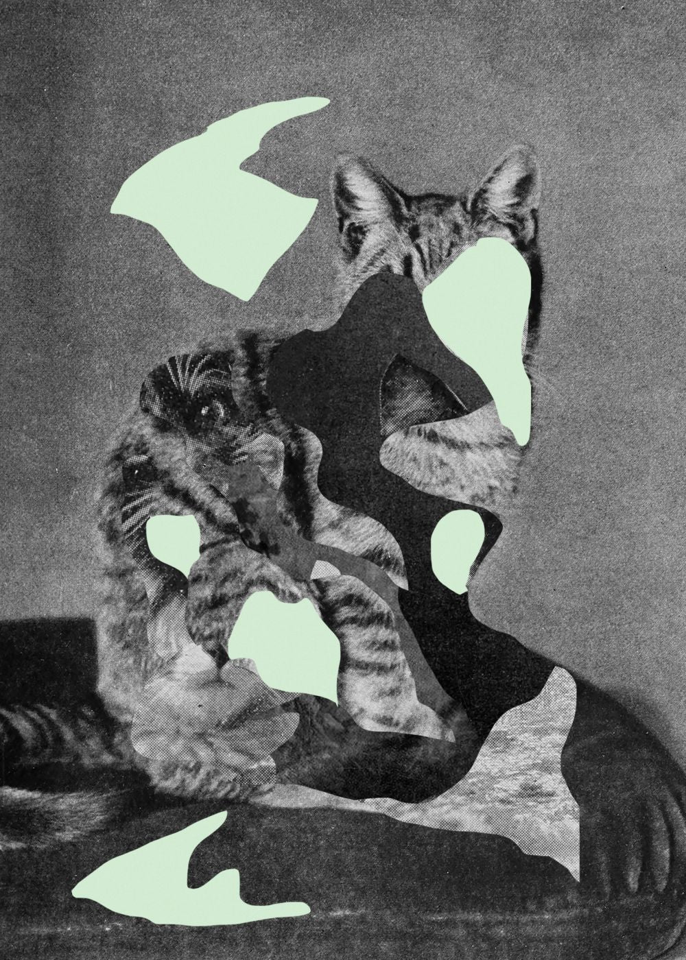 Gato