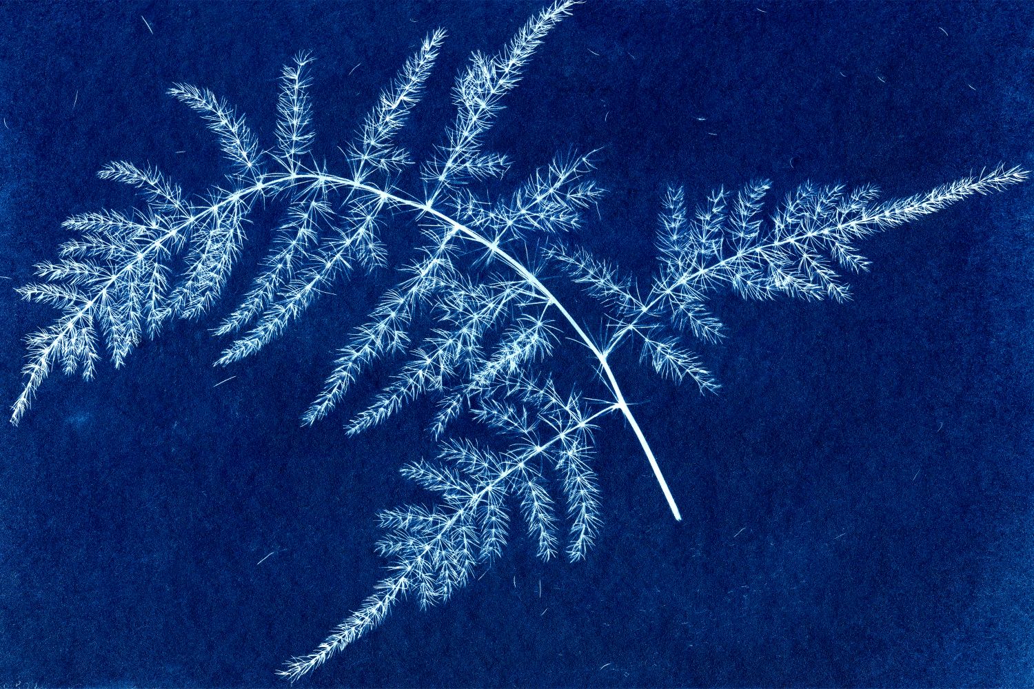 Esparragus