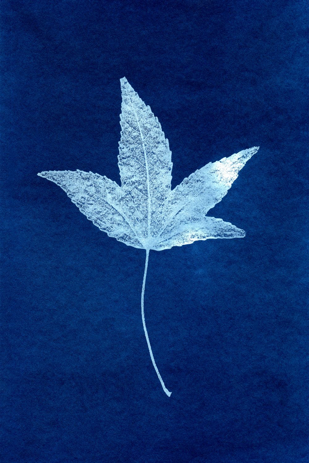 Hoja de Arce