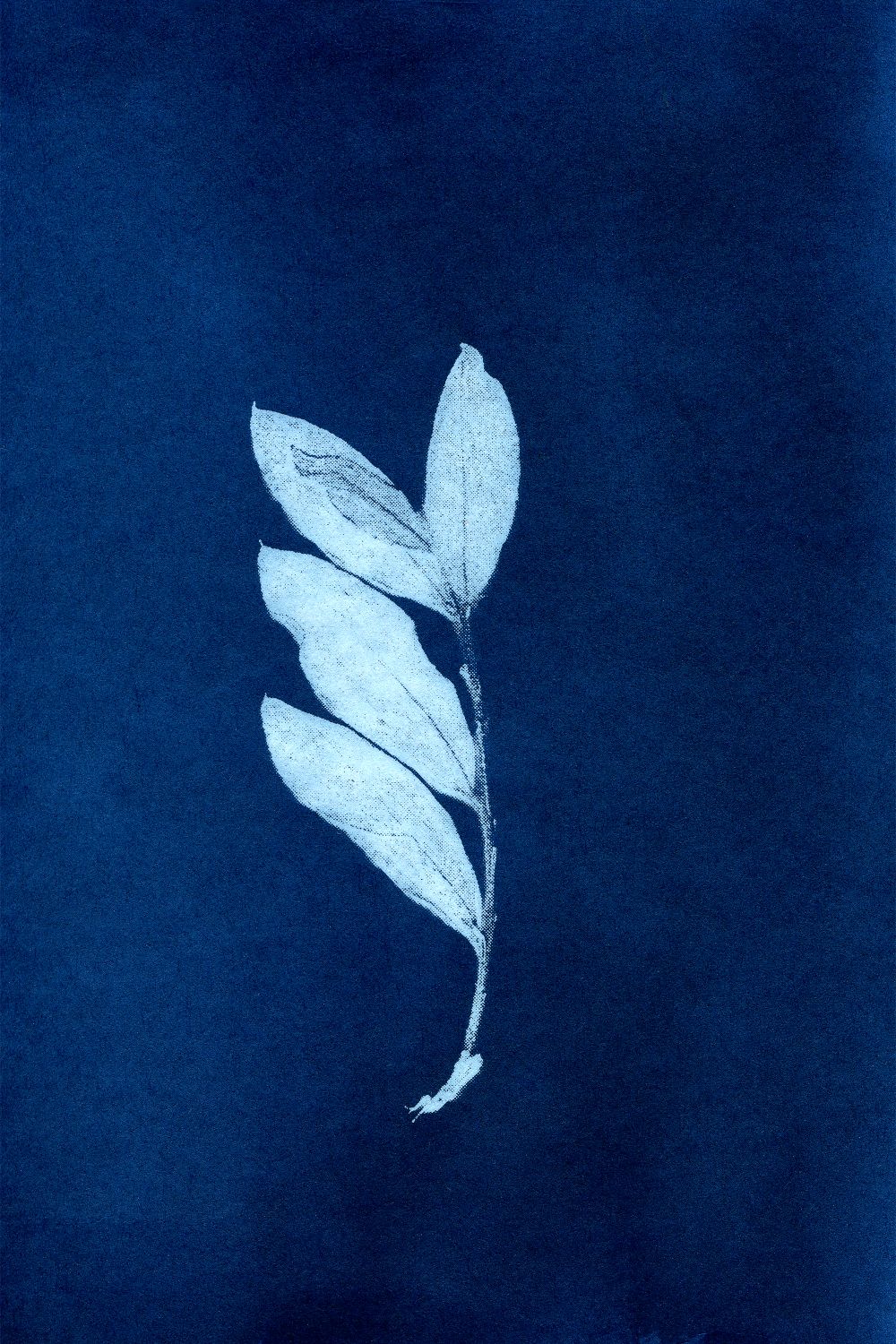 Rama y hoja
