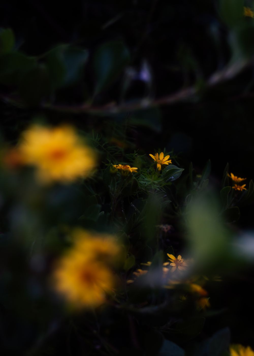 Flores amarillas