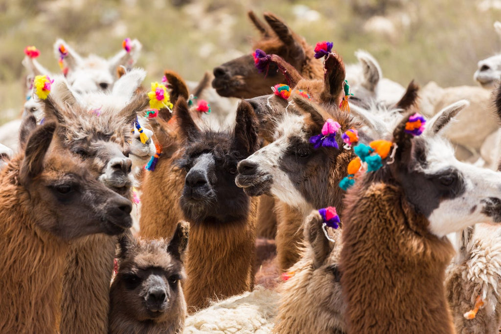 Llamas