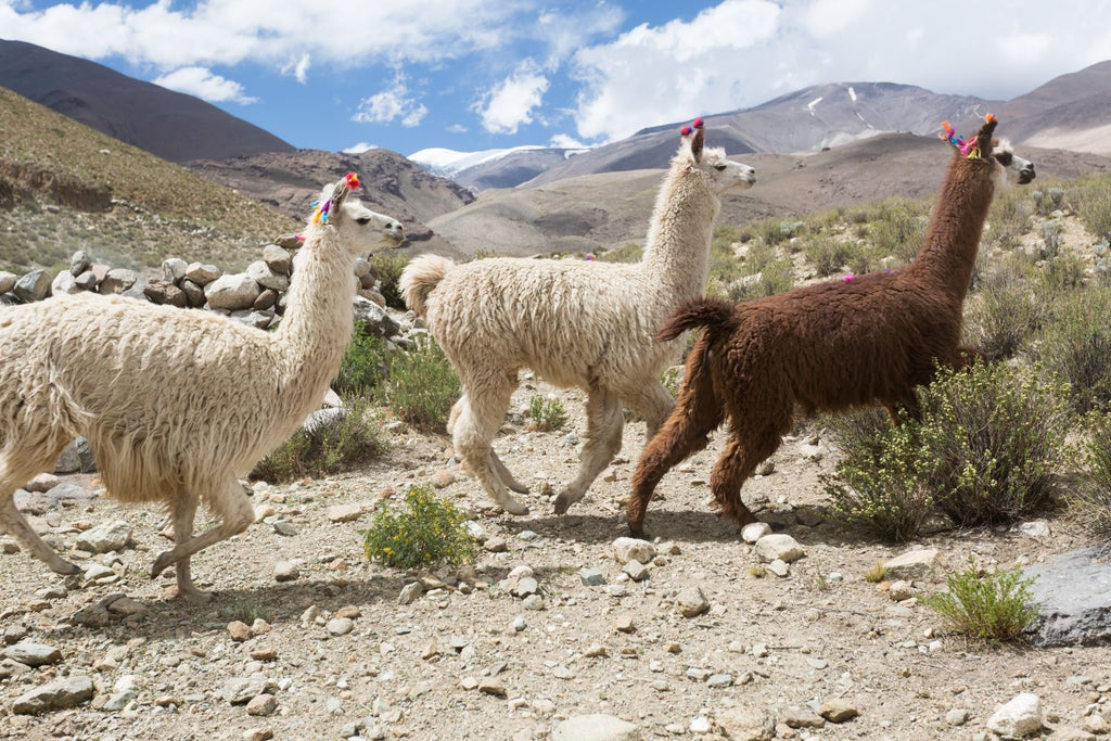 Tres llamas