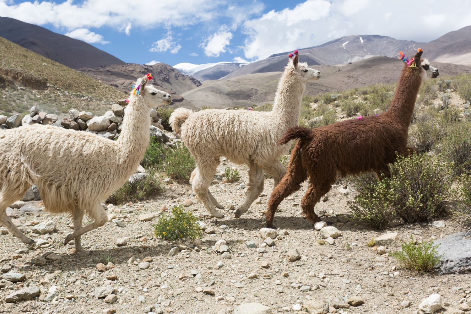 Tres llamas