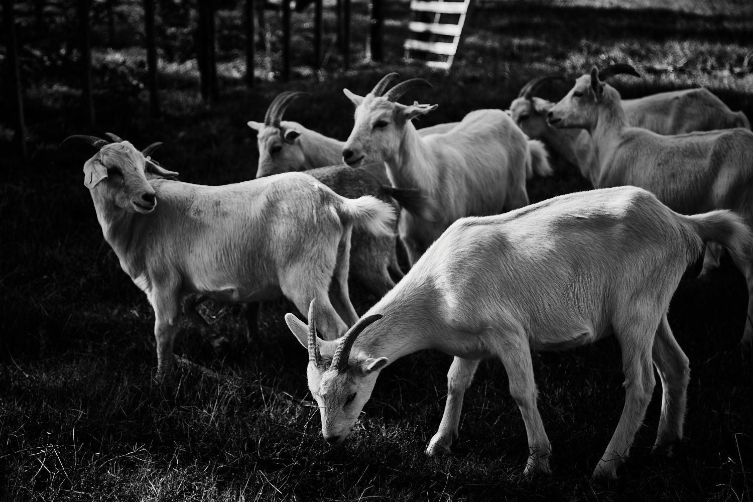 Cabras