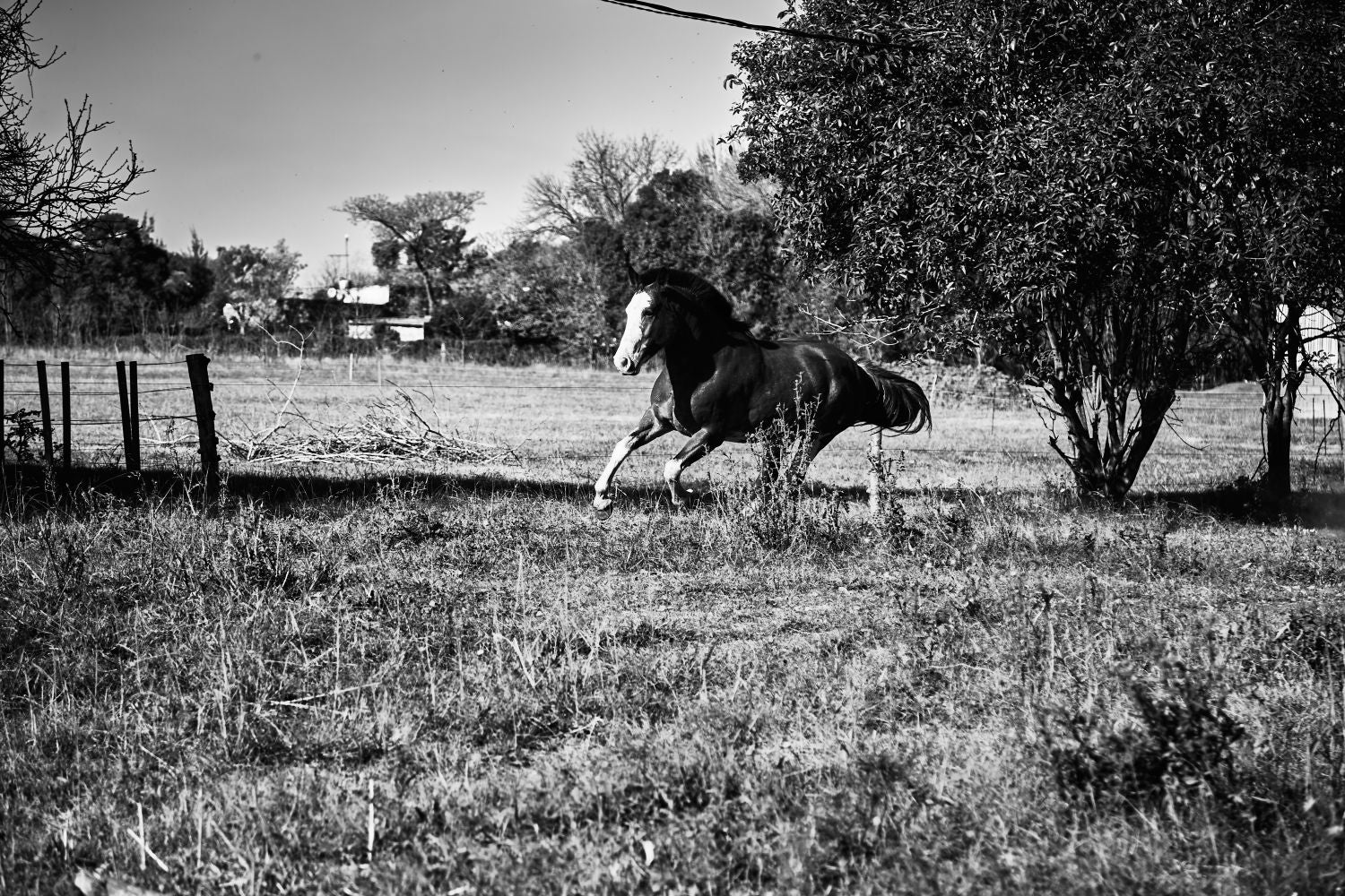 Galope II