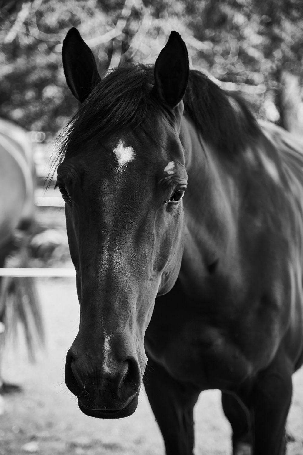 Caballo IIII