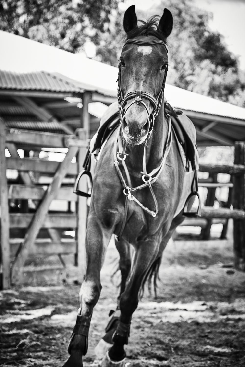 CaballoIII