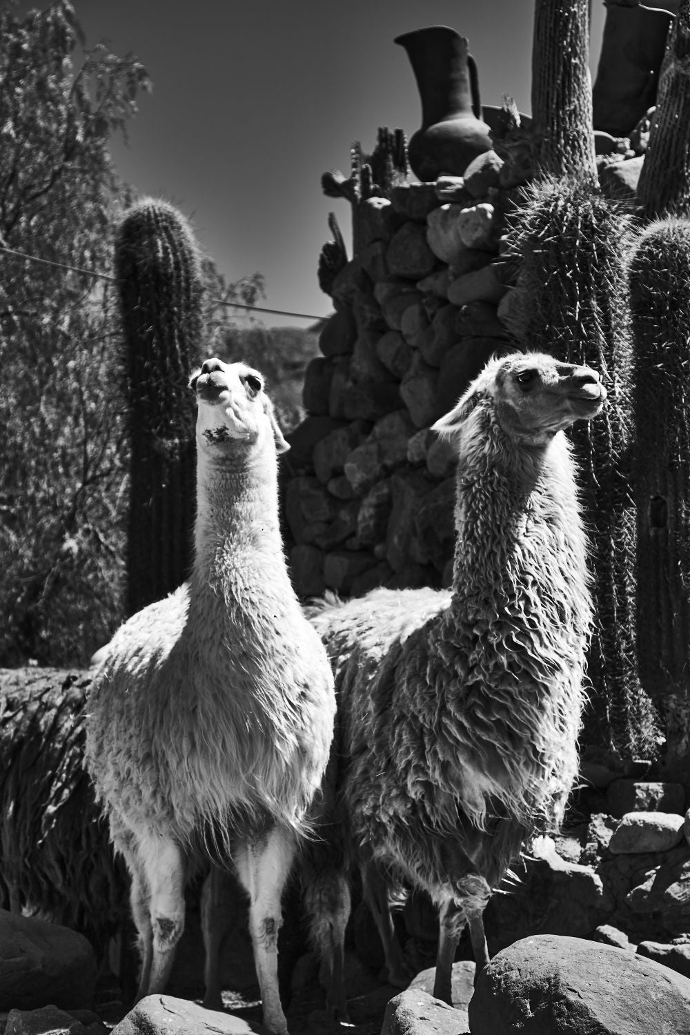 Llamas