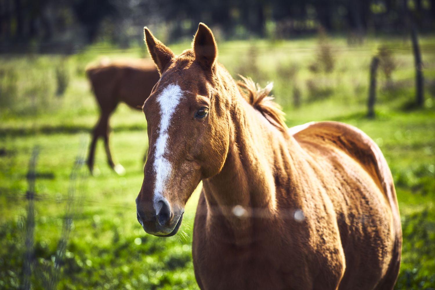 CABALLO