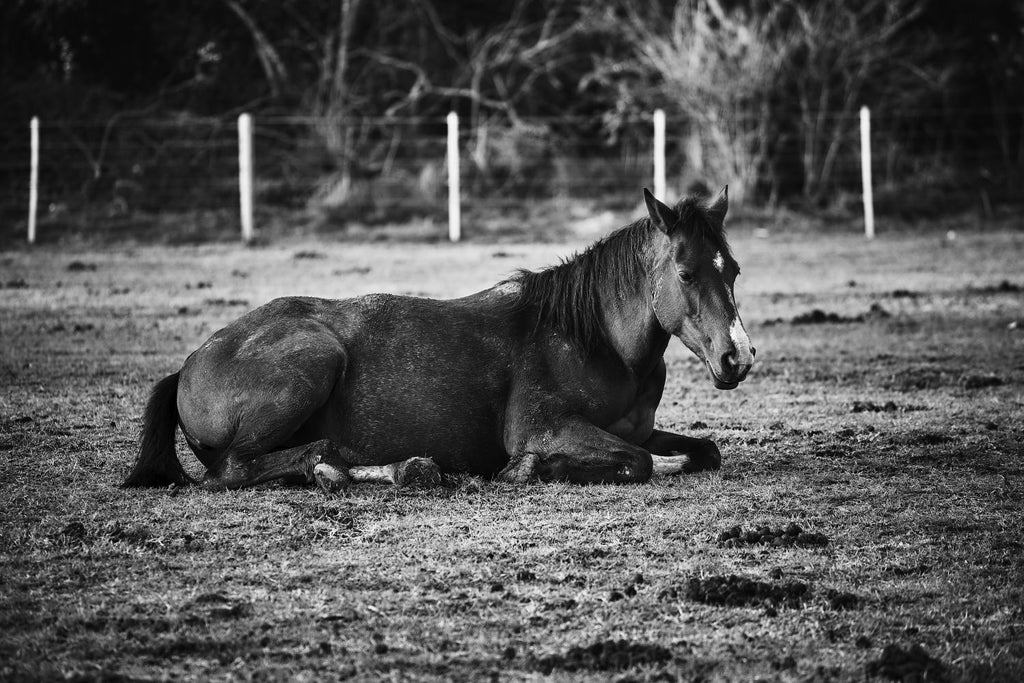 CABALLO II