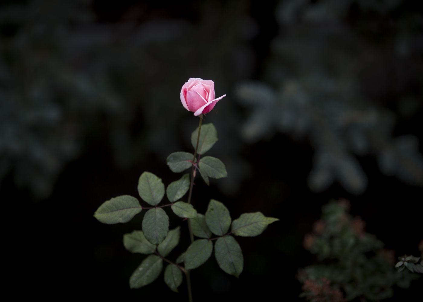 La Flor