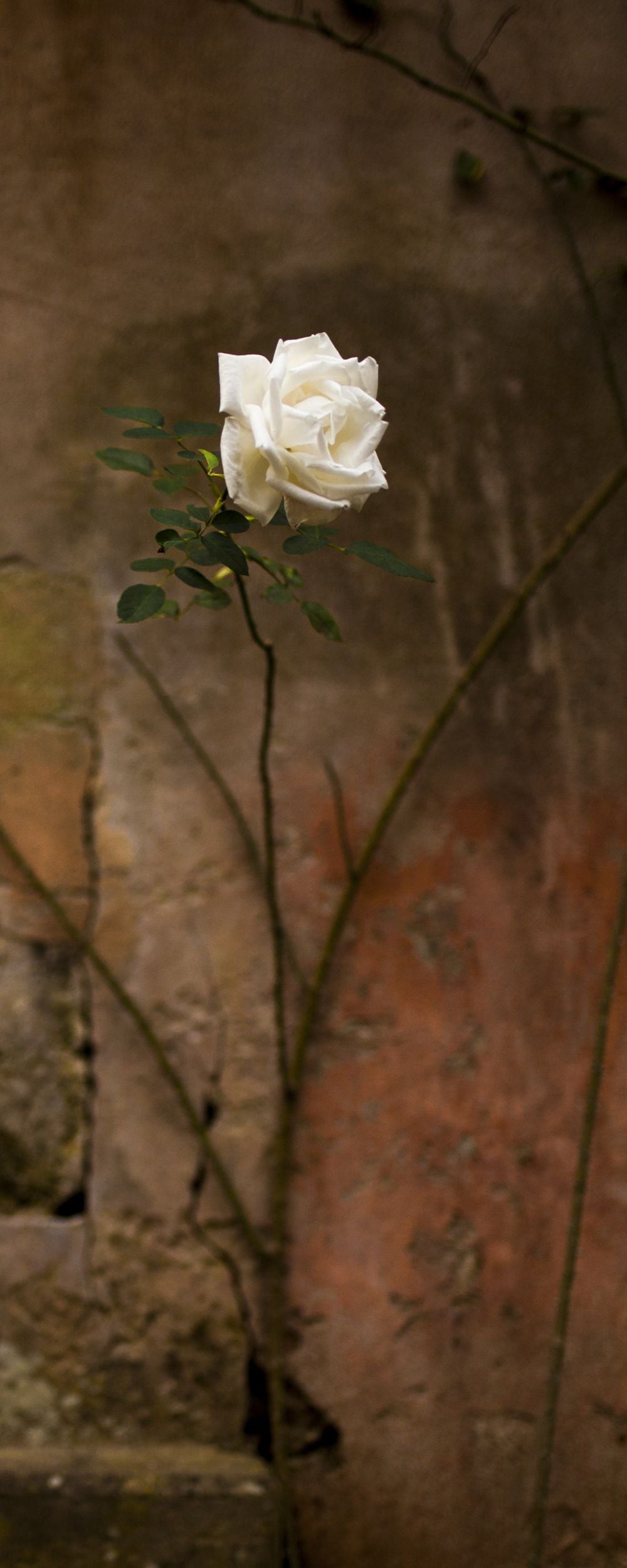 Flor Blanca
