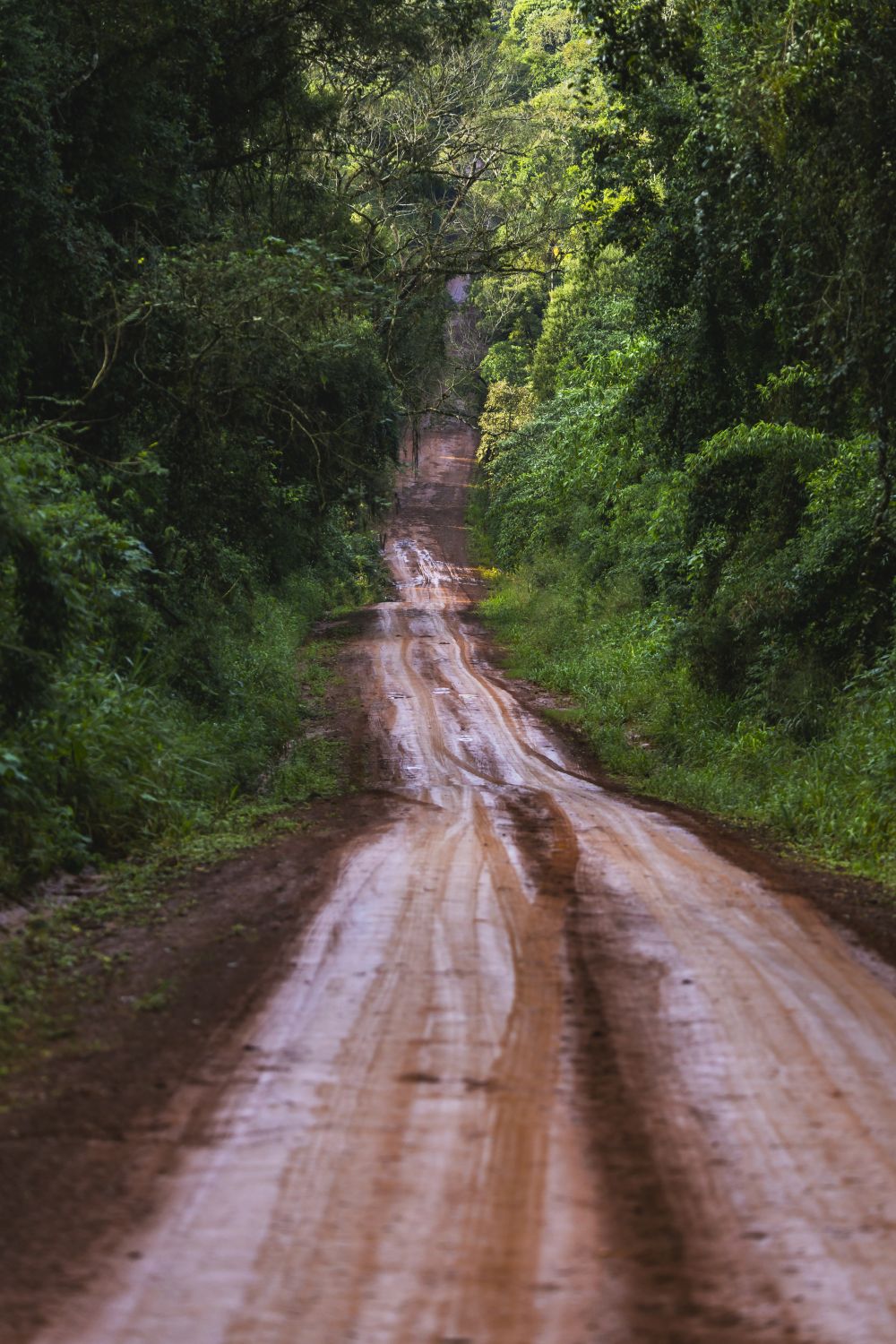 Ruta en la selva