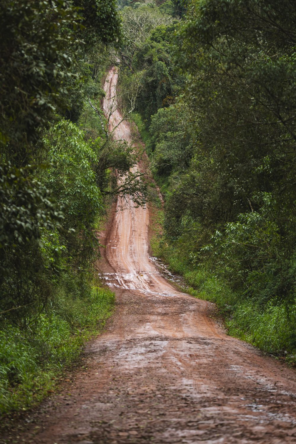 En la selva