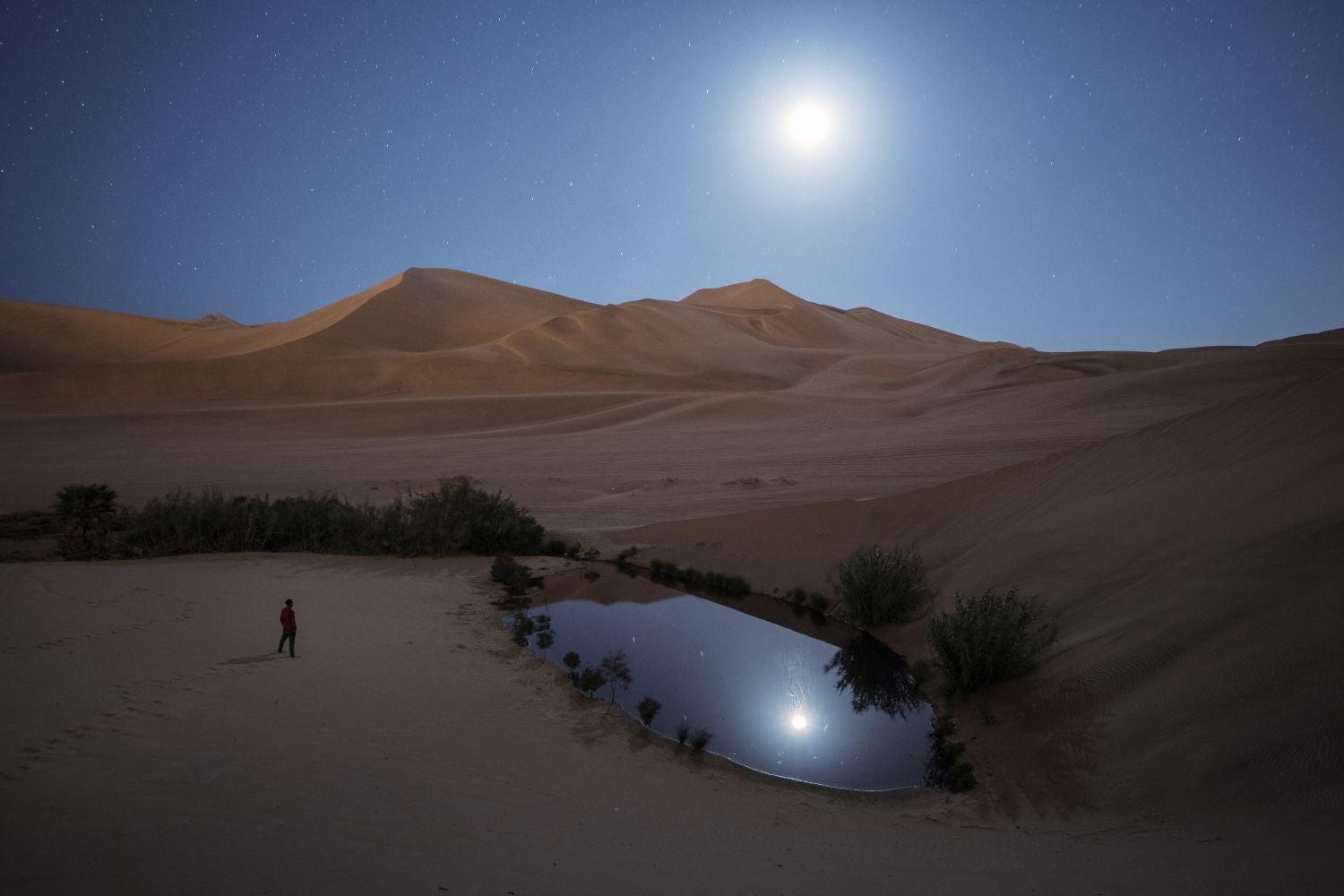 Oasis bajo la luz de la luna
