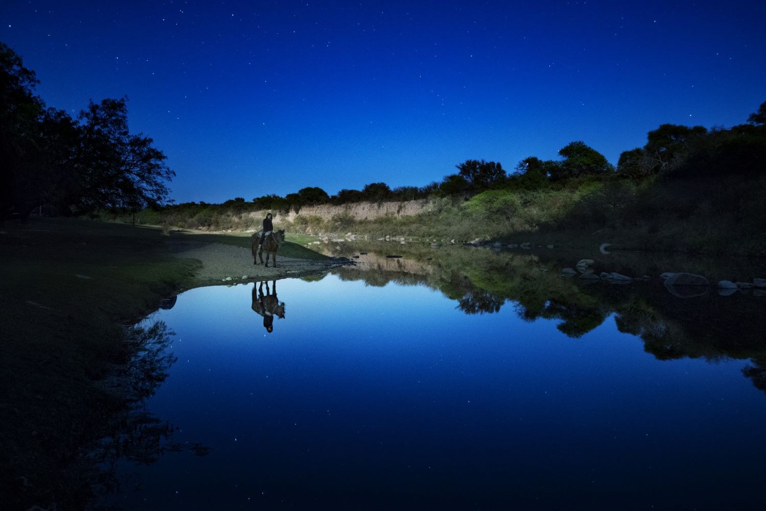 Caballo pastando estrellas
