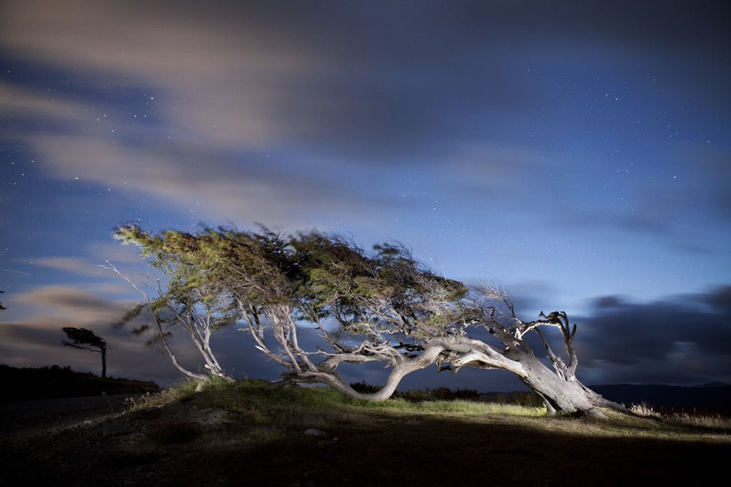 Arbol Bandera - Ushuaia