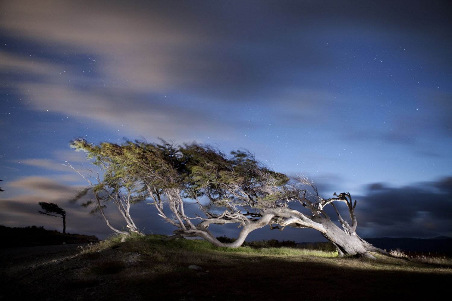 Arbol Bandera - Ushuaia