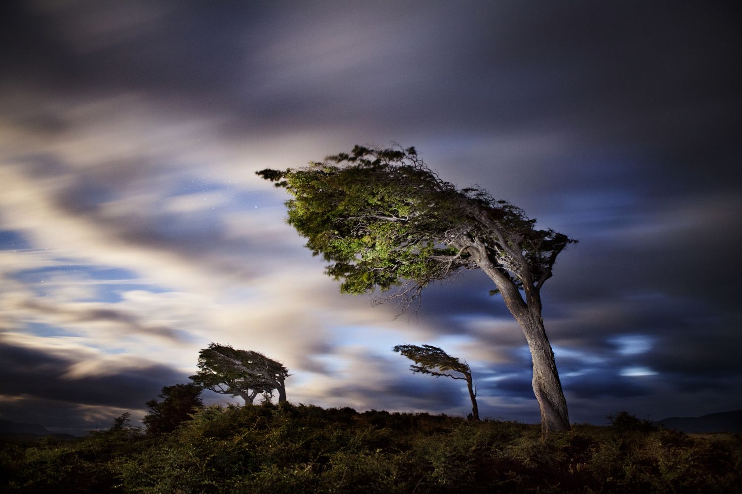 La danza del viento