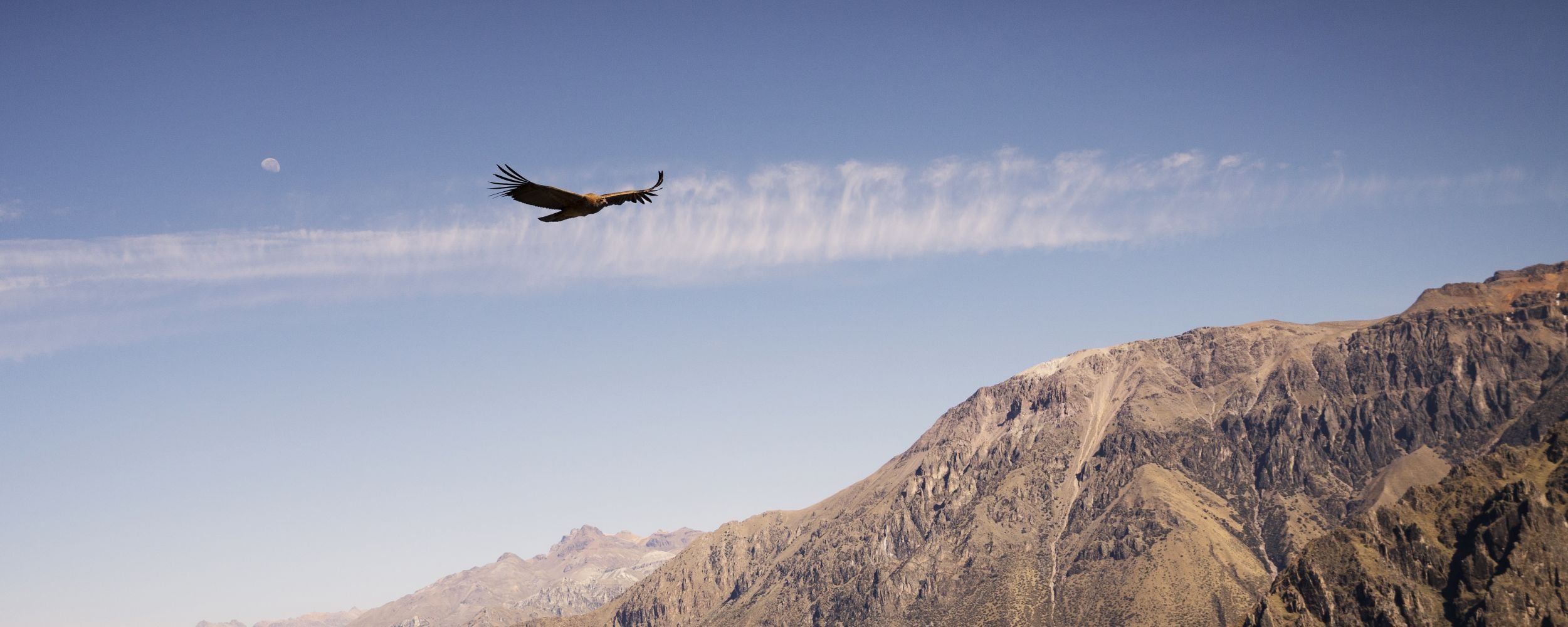 Condor