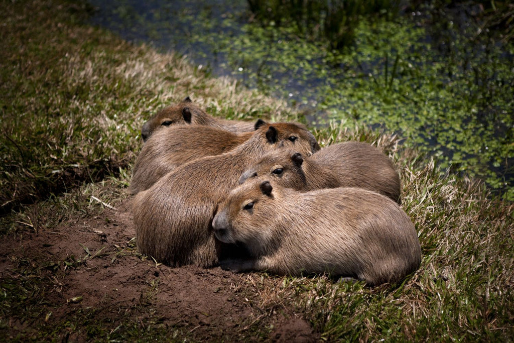 Bebes carpincho durmiendo a la luz de la luna