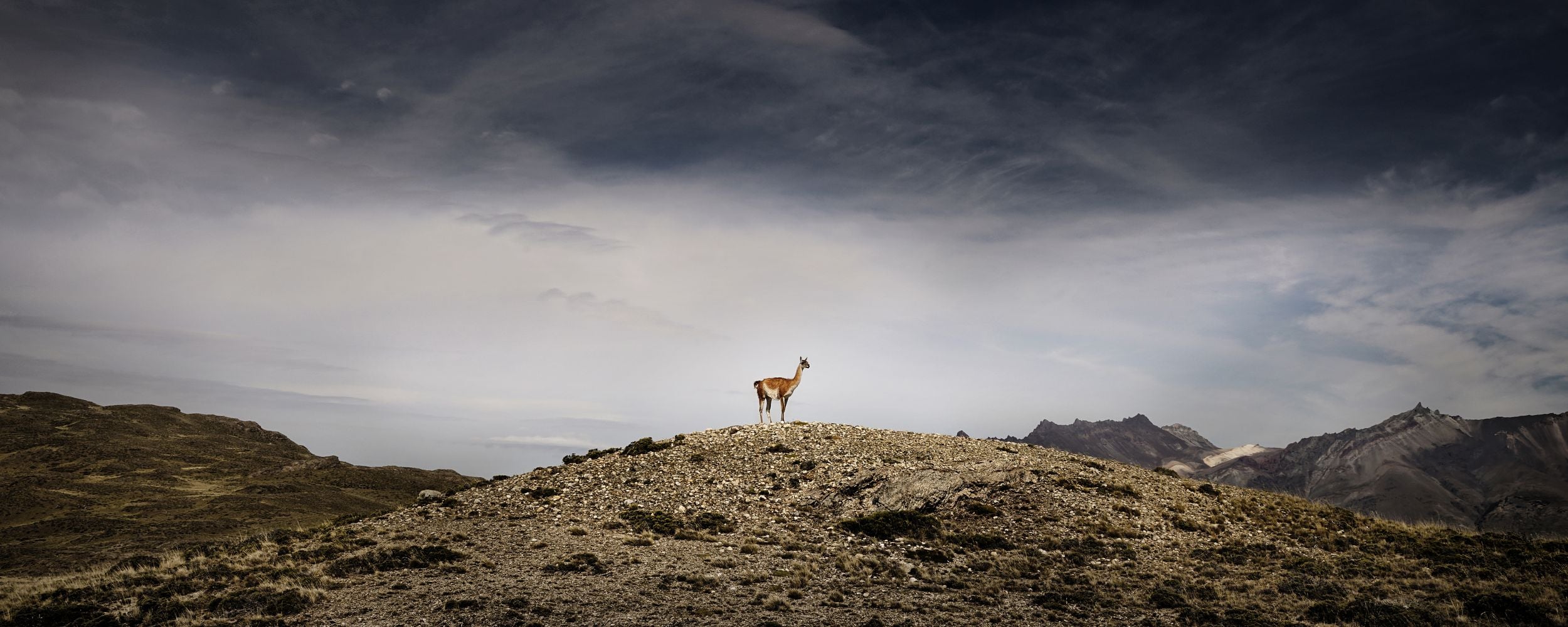 Guanaco