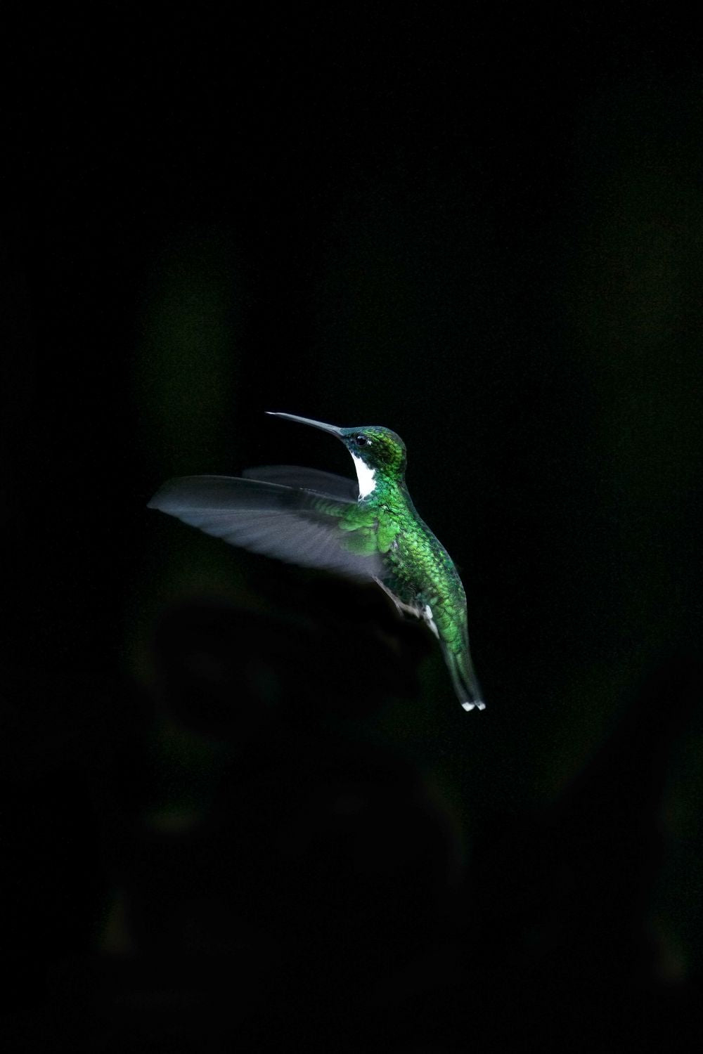 Colibri