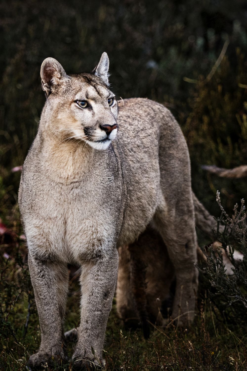 Puma