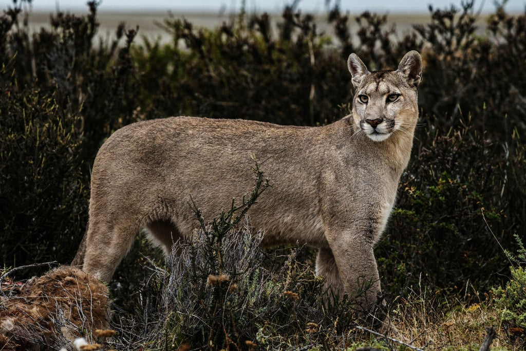 Puma