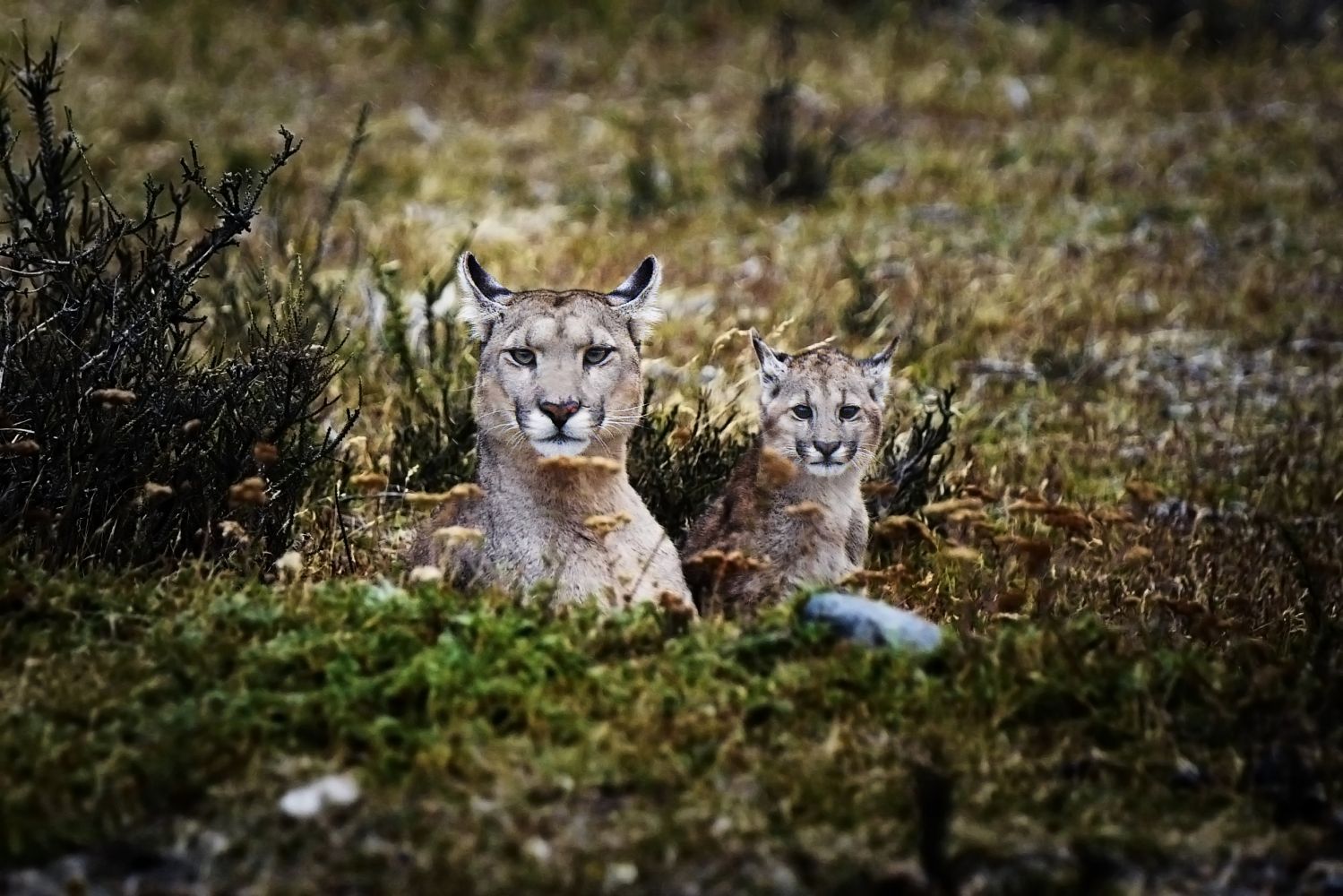 Pumas