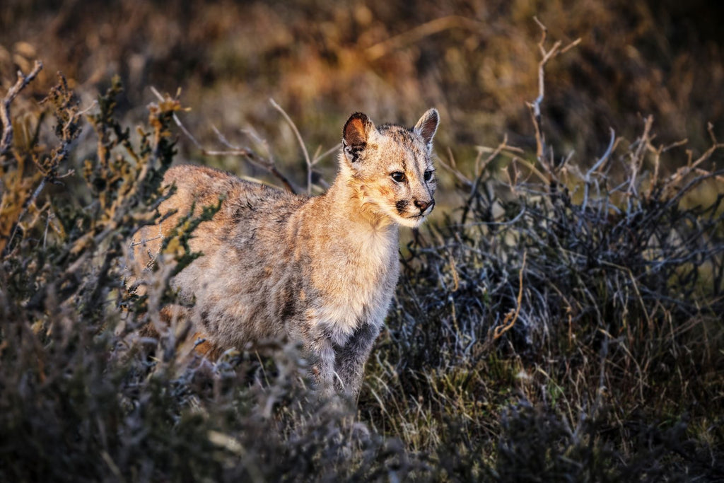 Cria de Puma