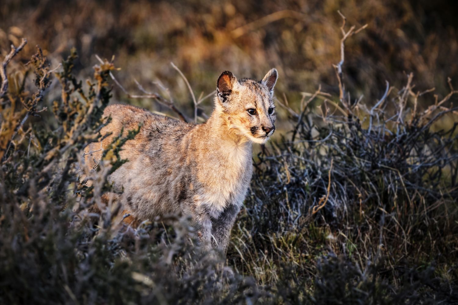 Cria de Puma