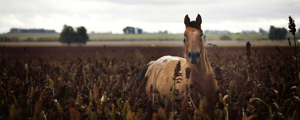 Caballo