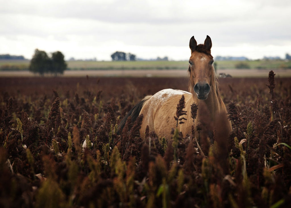 Caballo