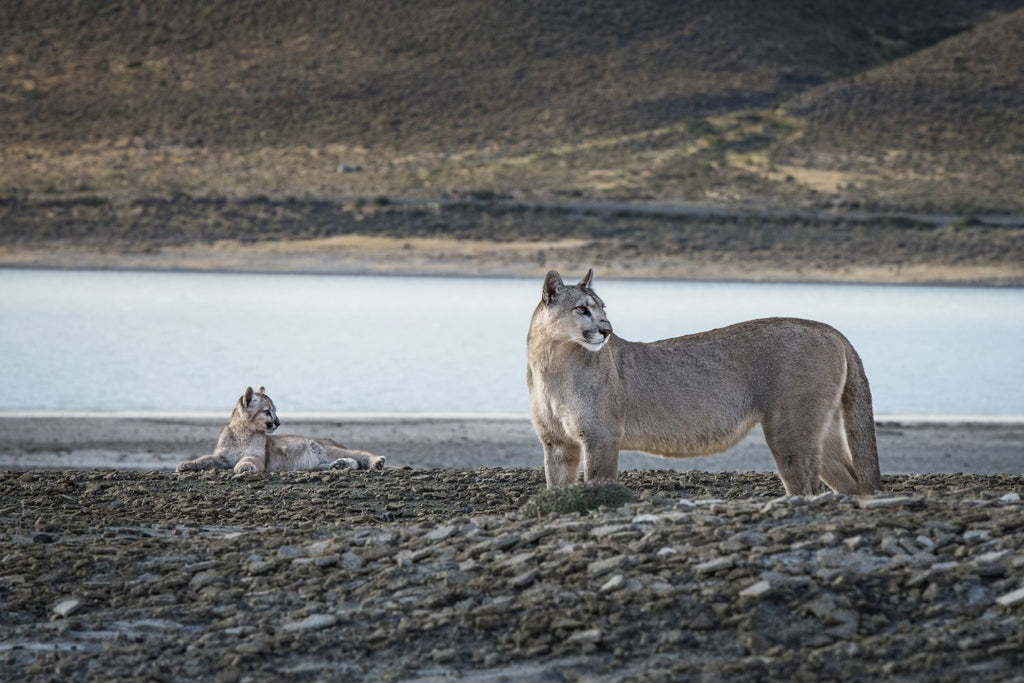 Pumas