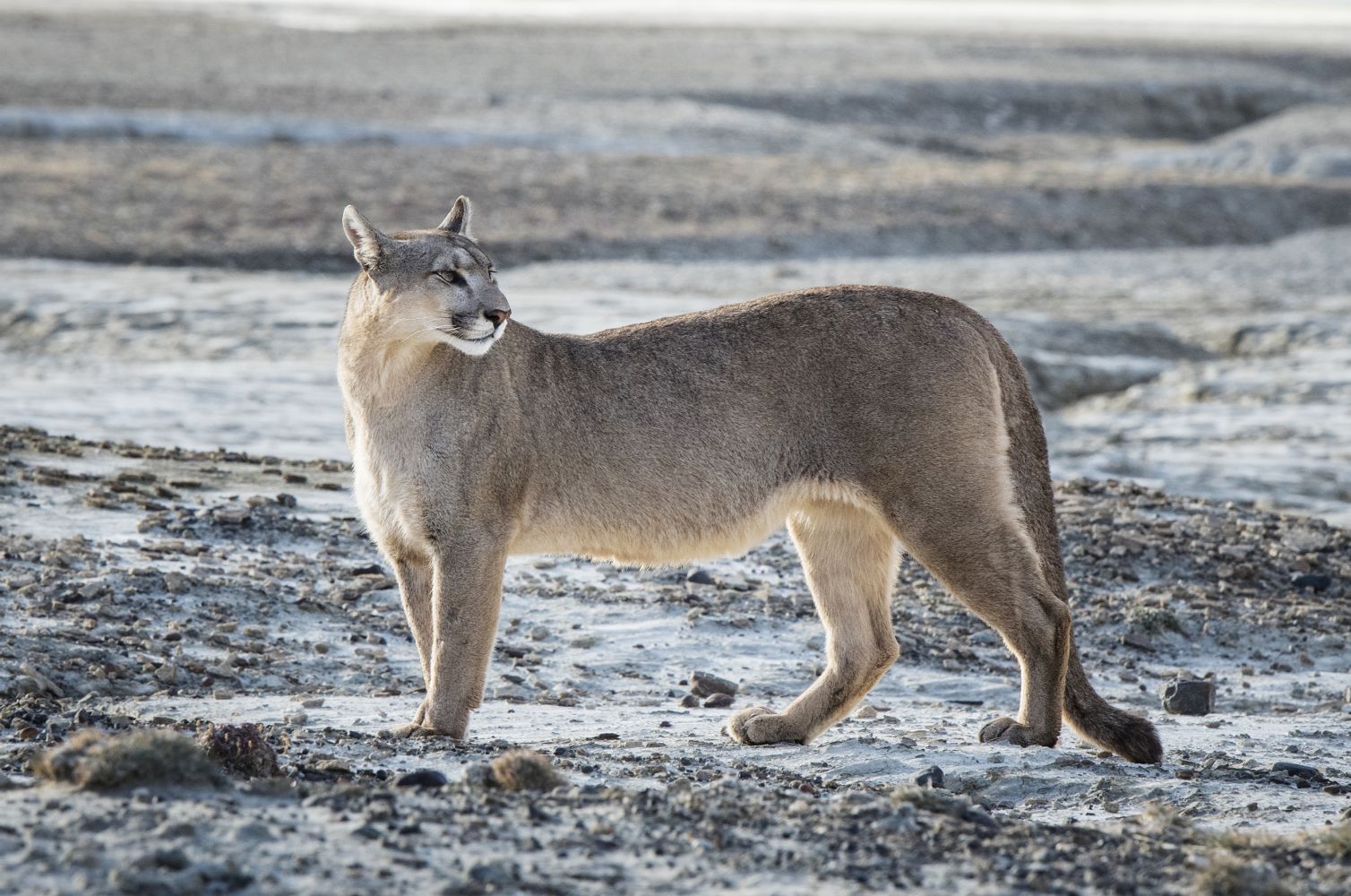 Puma Salvaje