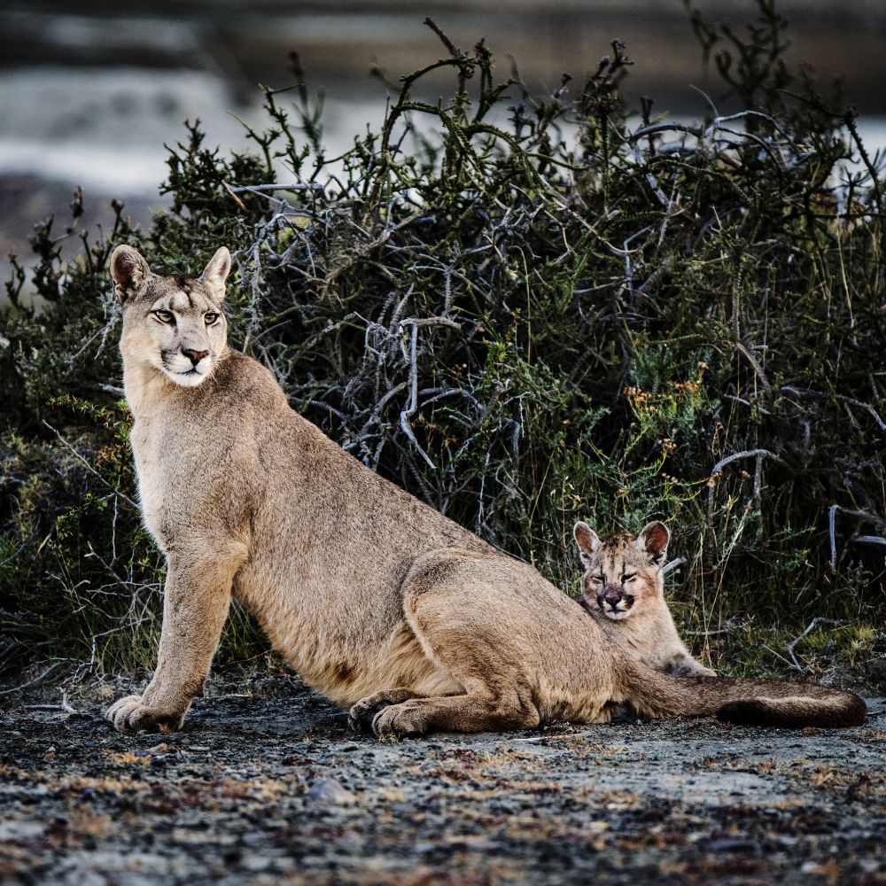 Puma